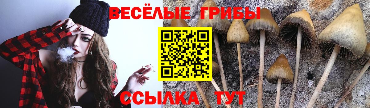 Галлюциногенные грибы Psilocybe Мытищи